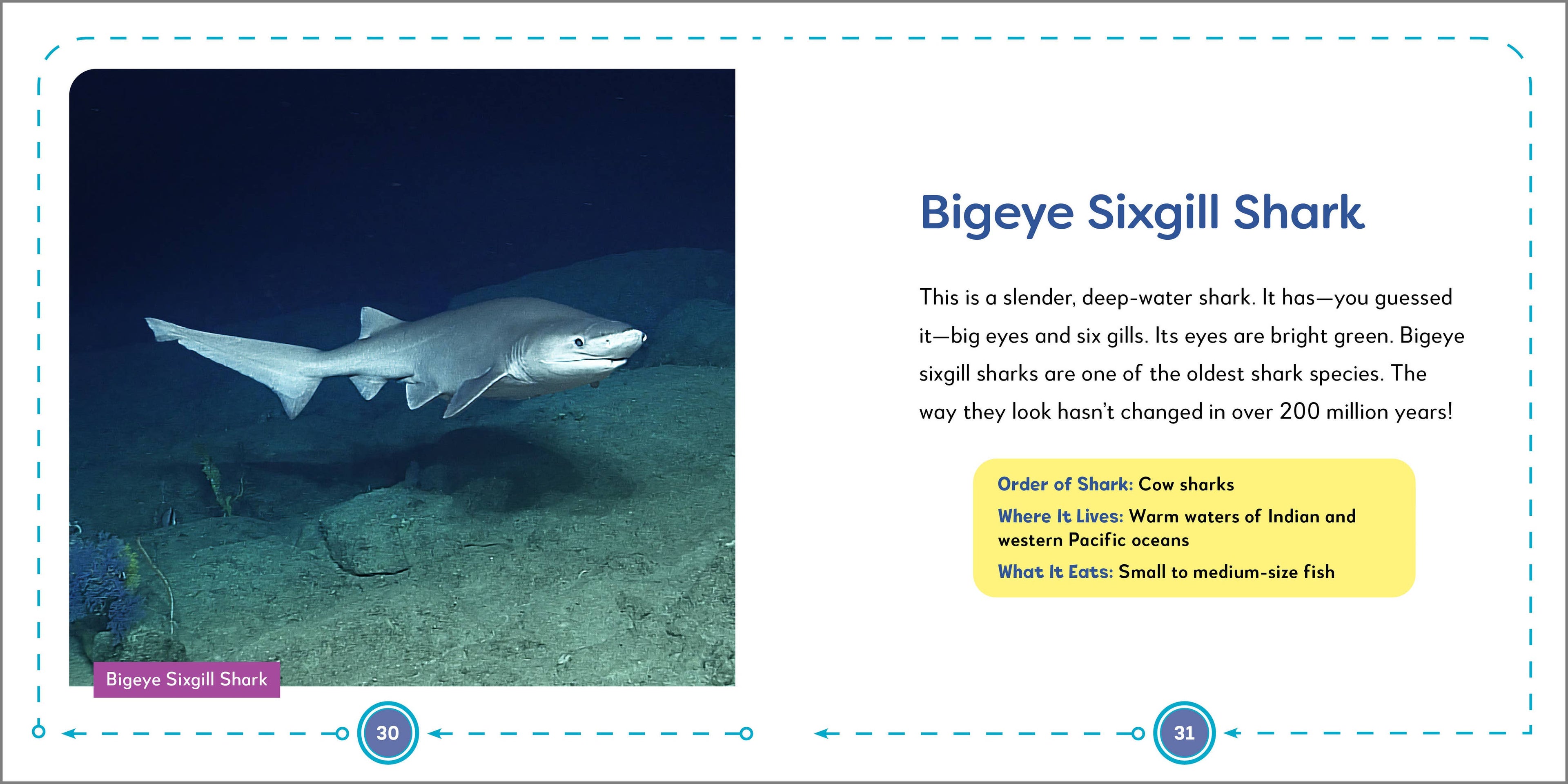 Sourcebooks - My First Book of Sharks