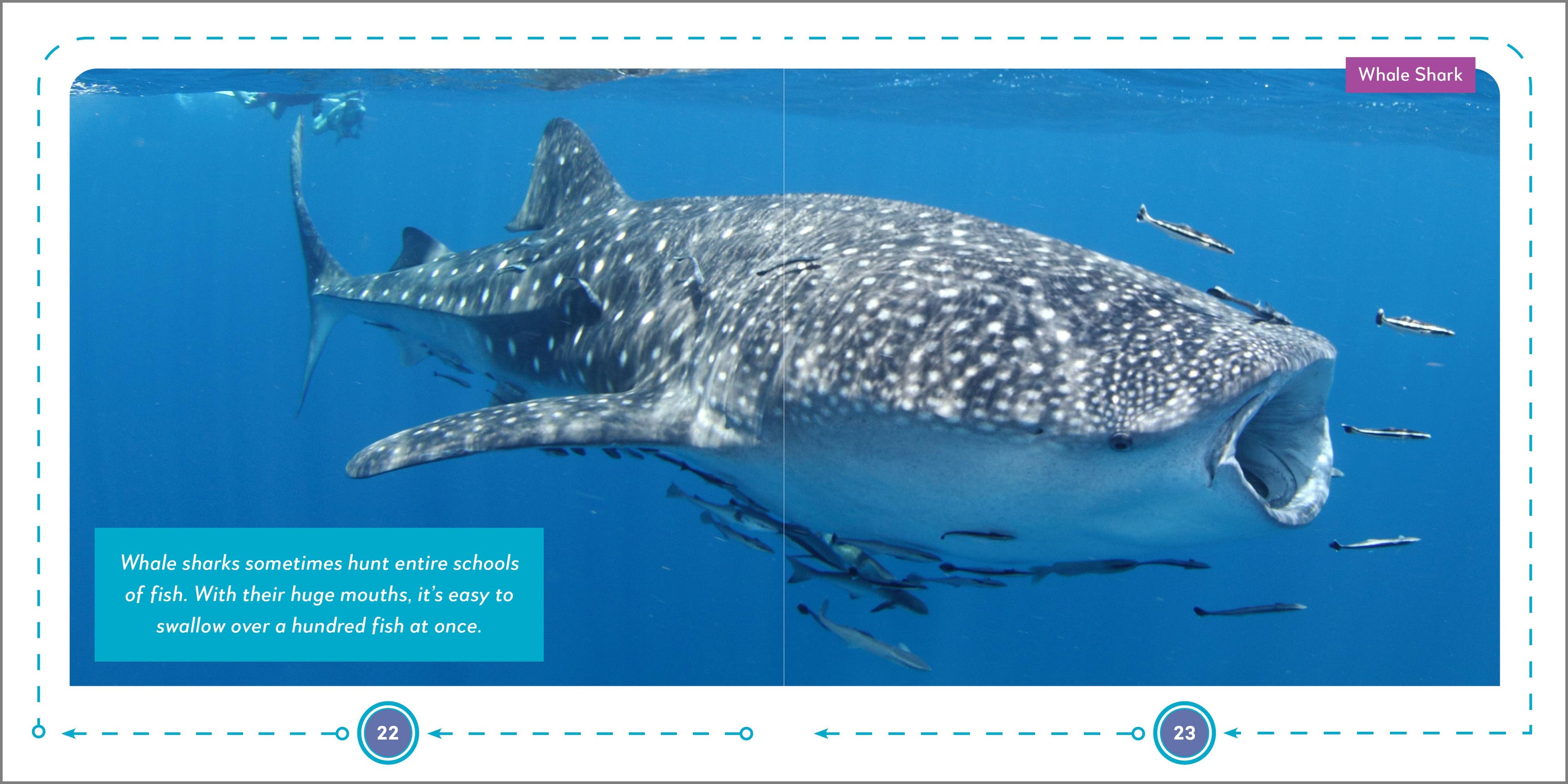 Sourcebooks - My First Book of Sharks